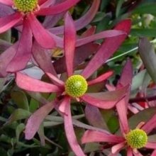 Picture of Leucadendron Plum Supreme (10937)