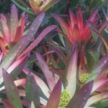 Picture of Leucadendron Red Gem (8837)
