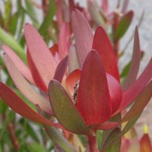 Picture of Leucadendron Safari Sunset (3078)