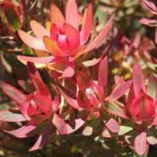 Picture of Leucadendron Safari Sunshine (8915)