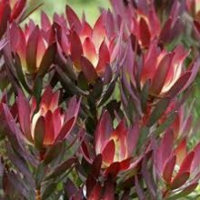 Picture of Leucadendron Senorita (8967)