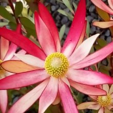 Picture of Leucadendron Starburst (9844)