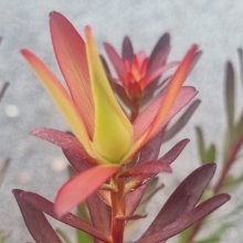 Picture of Leucadendron Valentina (29504)