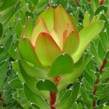 Picture of Leucadendron Waterlily (3081)