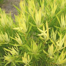 Picture of Leucadendron Yellow Devil (3082)