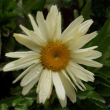 Leucanthemum Banana Cream Picture of Leucanthemum Banana Cream (7174)