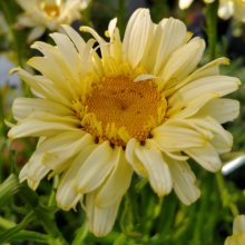 Leucanthemum Charmer Picture of Leucanthemum Charmer (30490)