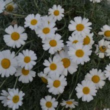 Leucanthemum Hosmariense Picture of Leucanthemum Hosmariense (3083)