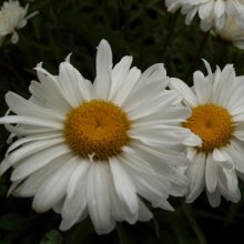 Leucanthemum Paladin Picture of Leucanthemum Paladin (7175)