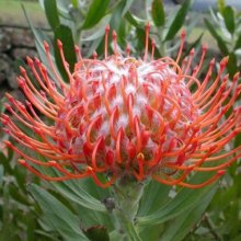 Leucospermum Amaretto Picture of Leucospermum Amaretto (10656)