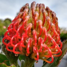 Leucospermum Ayoba Red Picture of Leucospermum Ayoba Red (29540)