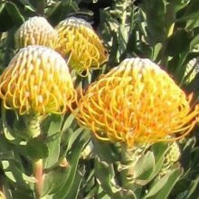 Leucospermum Ayoba Sun Picture of Leucospermum Ayoba Sun (12157)