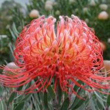 Leucospermum Blanche Ito Picture of Leucospermum Blanche Ito (10938)