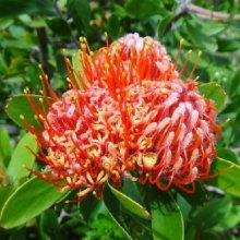 Leucospermum Crown Orange Picture of Leucospermum Crown Orange (12162)