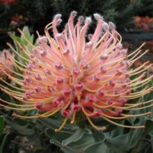 Leucospermum Disco Picture of Leucospermum Disco (12099)