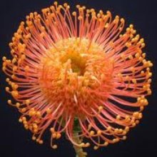 Leucospermum Harry Chittock Picture of Leucospermum Harry Chittock (7042)