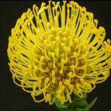 Leucospermum High Gold Picture of Leucospermum High Gold (8903)