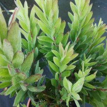 Picture of Leucospermum Kheng (30340)