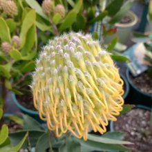 Picture of Leucospermum Kula Sunrise (29668)