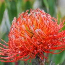 Picture of Leucospermum Lanii (10071)