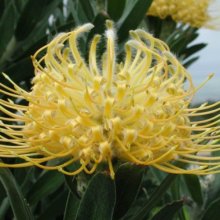 Picture of Leucospermum Lorita (12091)
