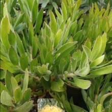 Picture of Leucospermum Lui (29542)