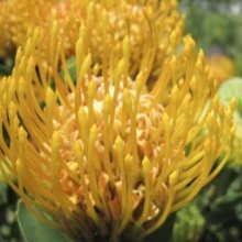 Picture of Leucospermum Mary Lou (9150)