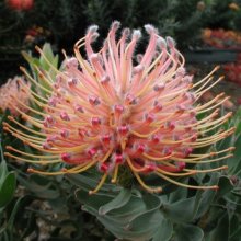Picture of Leucospermum Maui Magic (10939)