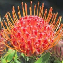 Picture of Leucospermum Scarlet Ribbons (3084)