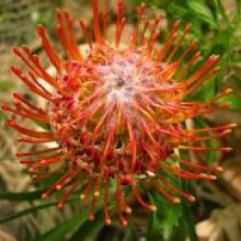 Picture of Leucospermum Tango (9152)