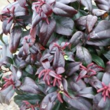 Picture of Leucothoe Crimson Globe (9856)