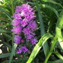 Liatris Kobold Picture of Liatris Kobold (11411)
