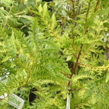 Picture of Libocedrus Plumosa (28966)