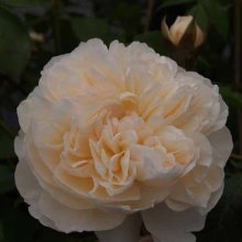 Lichfield Angel Std 80cm-Rose Picture of Lichfield Angel Std 80cm-Rose (7019)