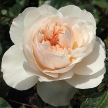 Lichfield Angel-Rose Picture of Lichfield Angel-Rose (6331)