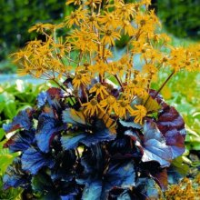 Ligularia Britt Marie Crawford Picture of Ligularia Britt Marie Crawford (3098)