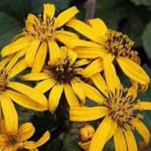 Ligularia Midnight Lady Picture of Ligularia Midnight Lady (3101)