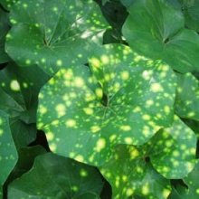 Ligularia Spotted Leopard Picture of Ligularia Spotted Leopard (3100)