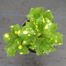Ligularia Spotted Martian Picture of Ligularia Spotted Martian (30346)