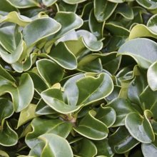 Picture of Ligustrum Rotundifolium (3104)