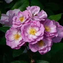 Lilac Bouquet Clg -Rose Picture of Lilac Bouquet Clg -Rose (30575)
