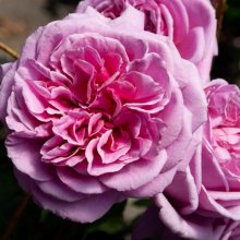 Picture of Lilac Temptation Clg-Rose (29598)