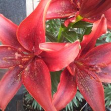 Picture of Lilium Asiatic Black Out (3114)