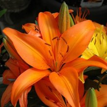 Picture of Lilium Asiatic Orange (11754)