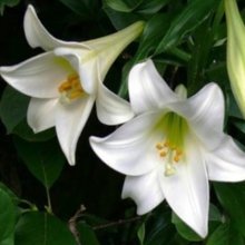 Picture of Lilium Snow Queen (3135)