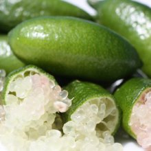 Picture of Lime Australasica Dwf (30569)