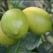 Picture of Lime Bearrs Dwf (8139)
