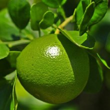 Picture of Lime Bearrs (3140)