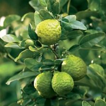 Picture of Lime Kaffir Dwf (8242)