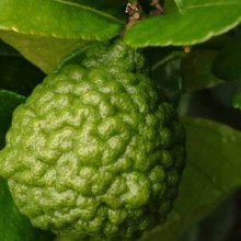 Picture of Lime Kaffir (3142)